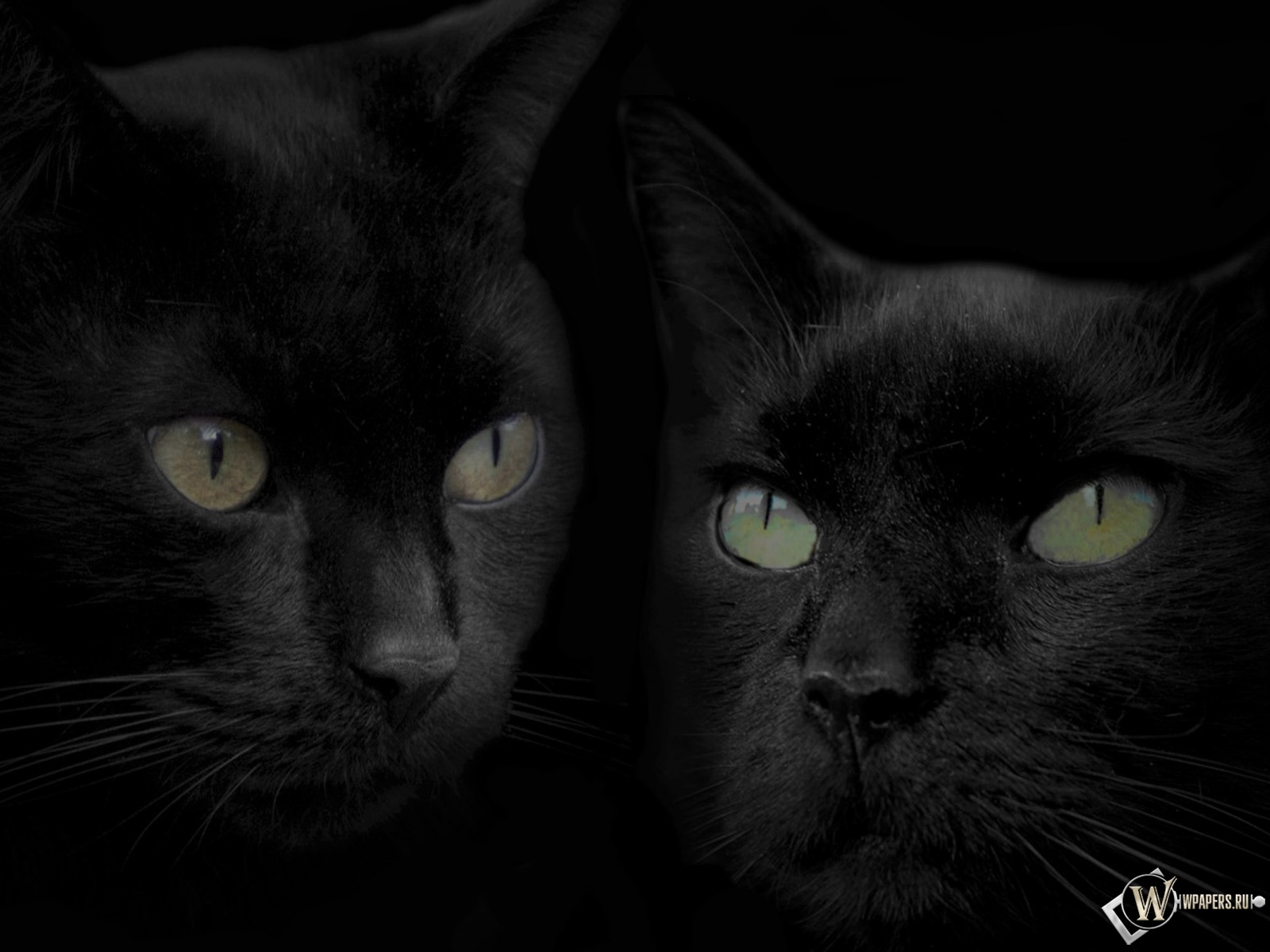 Черные кошки 1600x1200