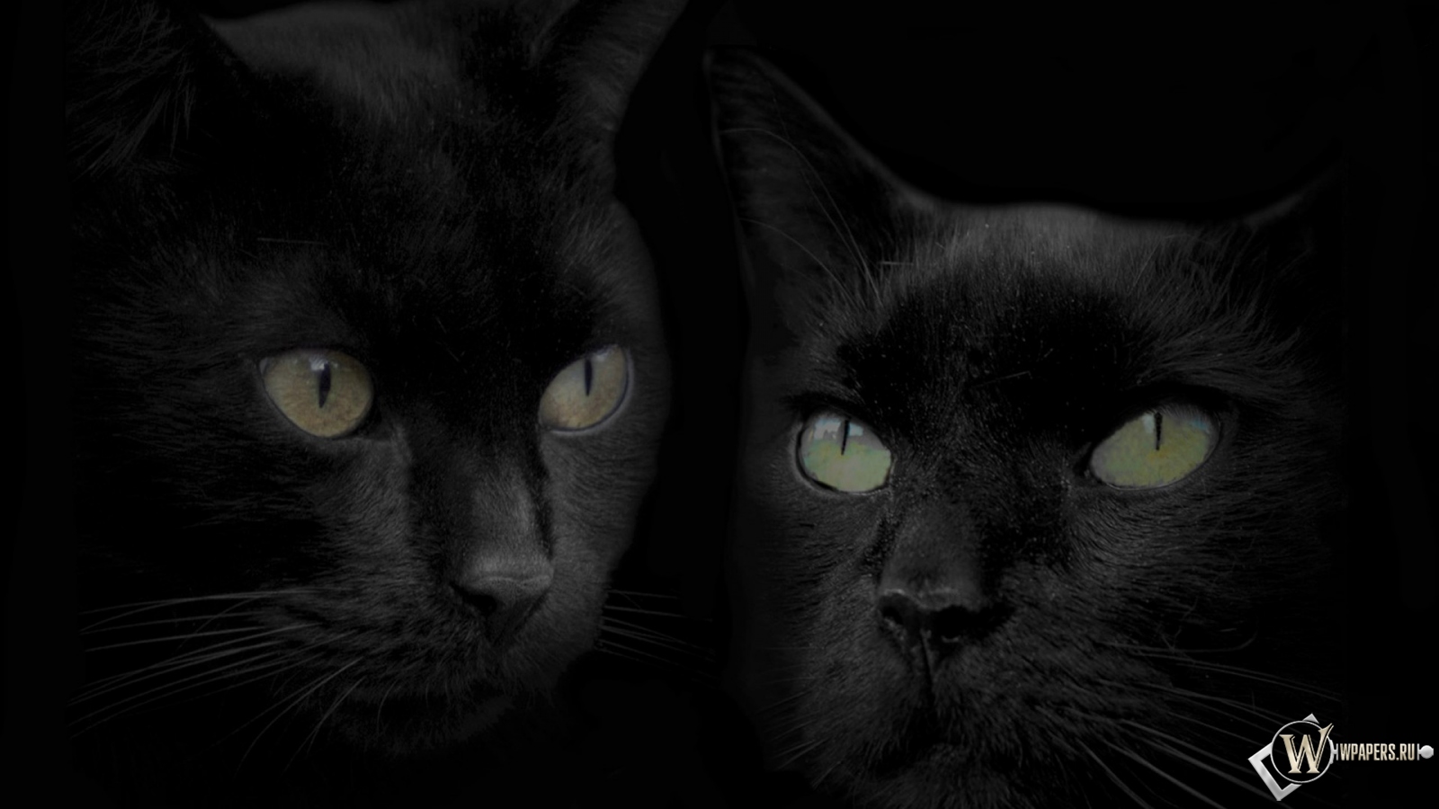 Черные кошки 1600x900