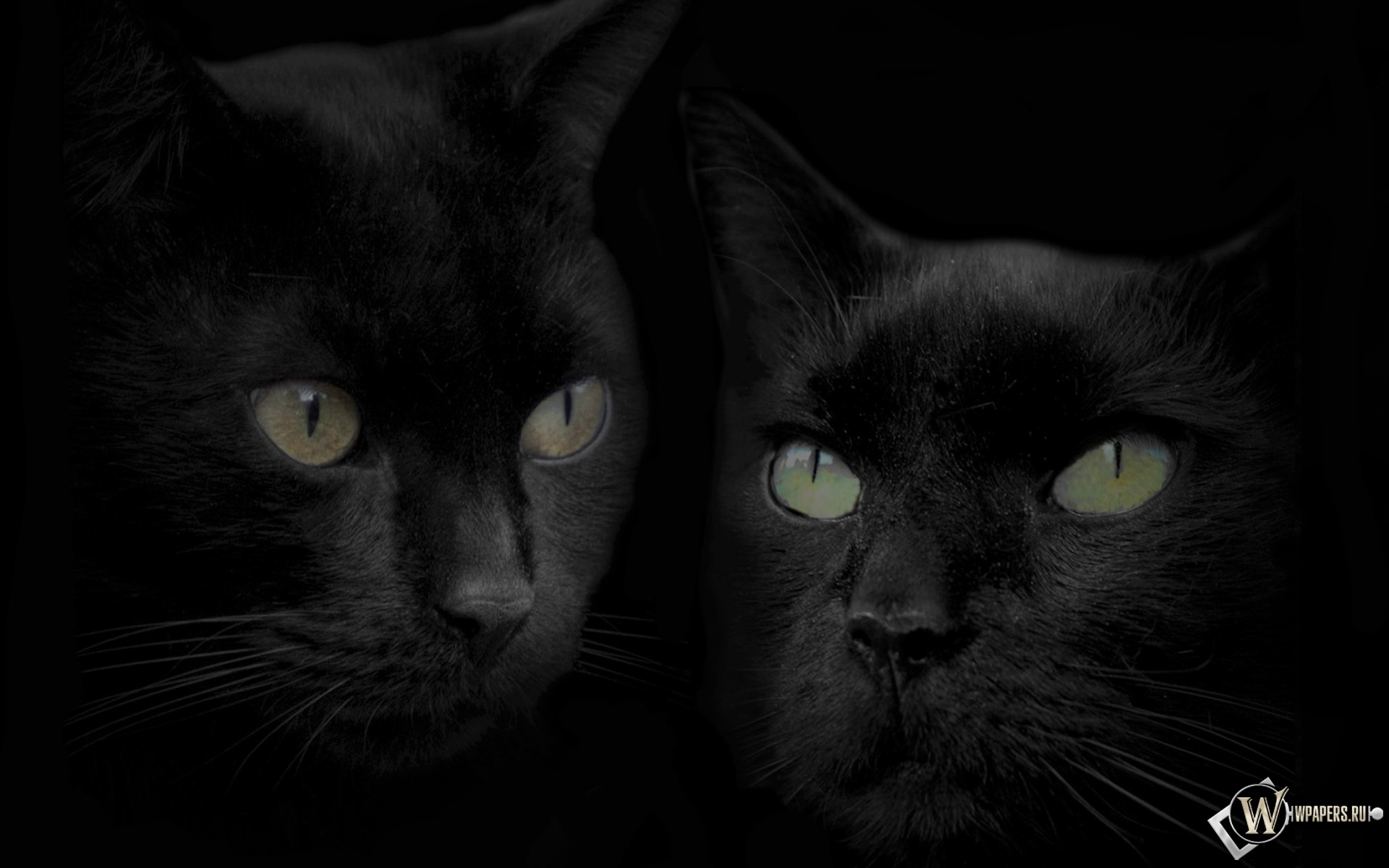 Черные кошки 1920x1200