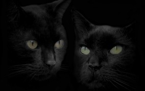 Обои Черные кошки: Чёрный, Кошки, Коты, Кошки