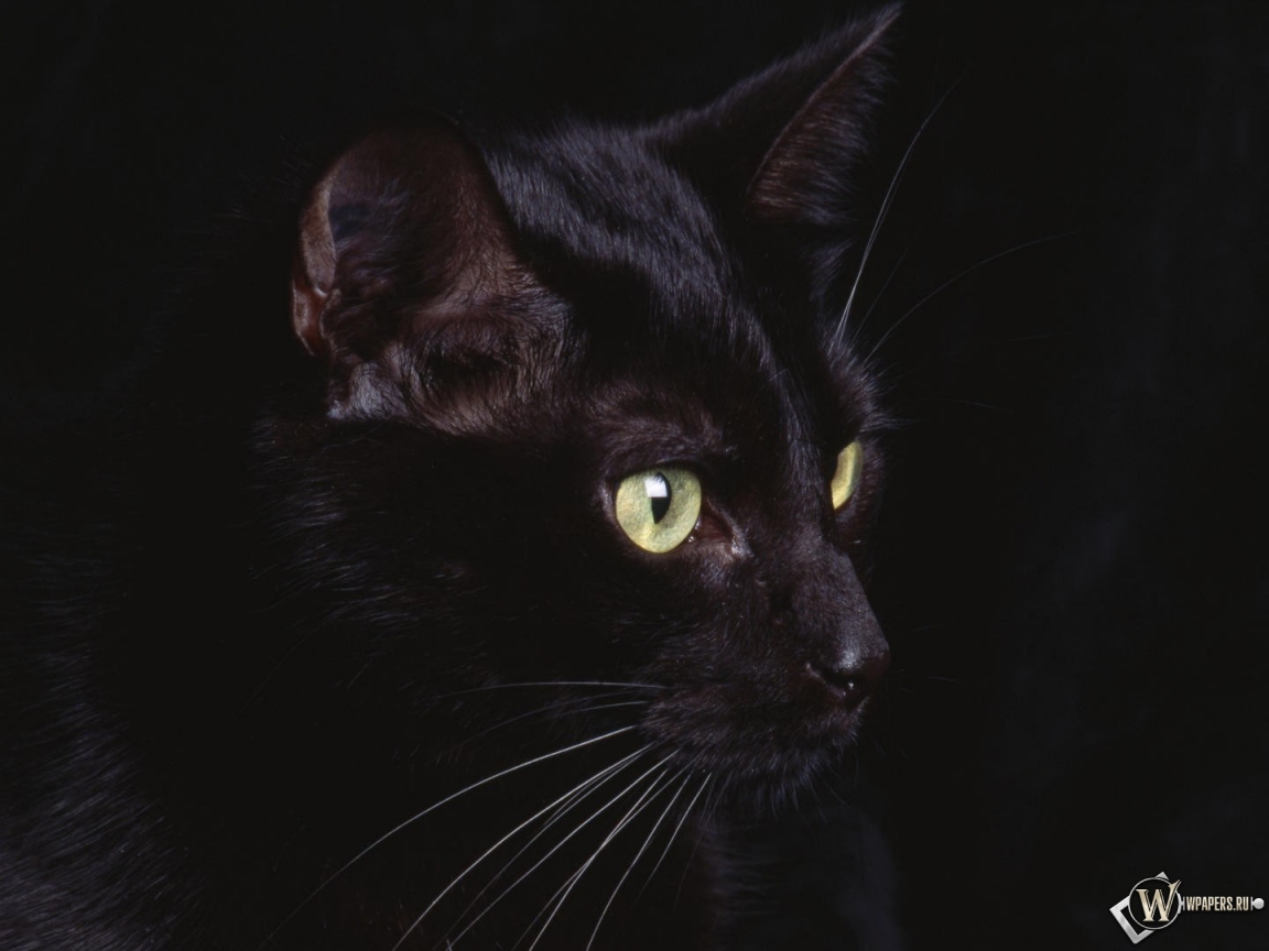 черная кошка 1152x864