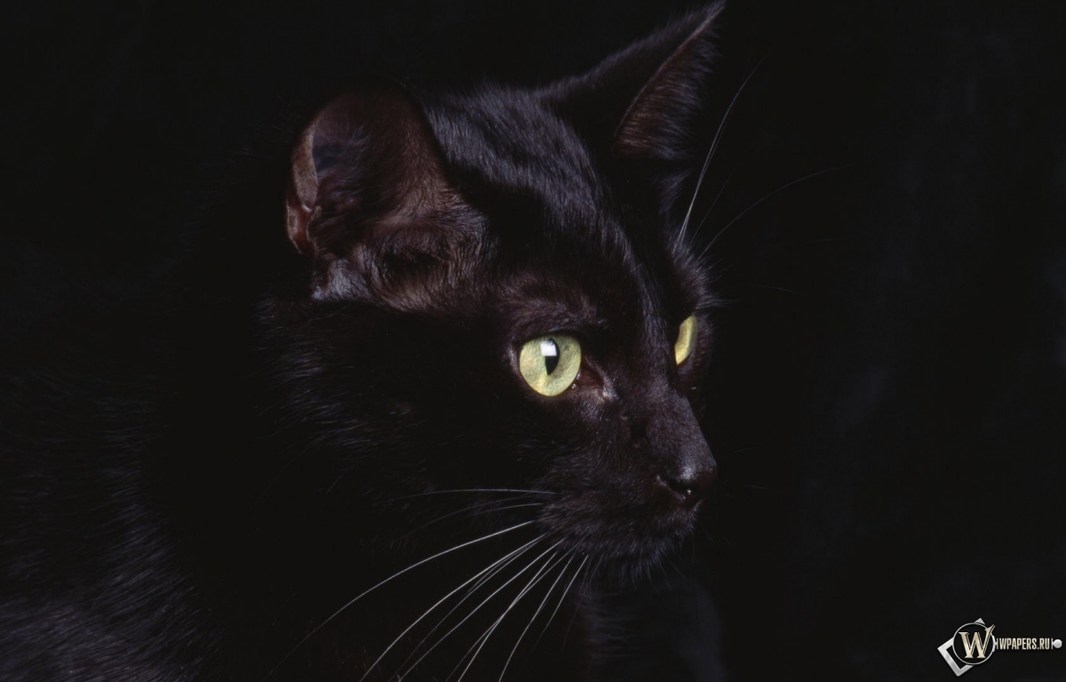 черная кошка 1200x768
