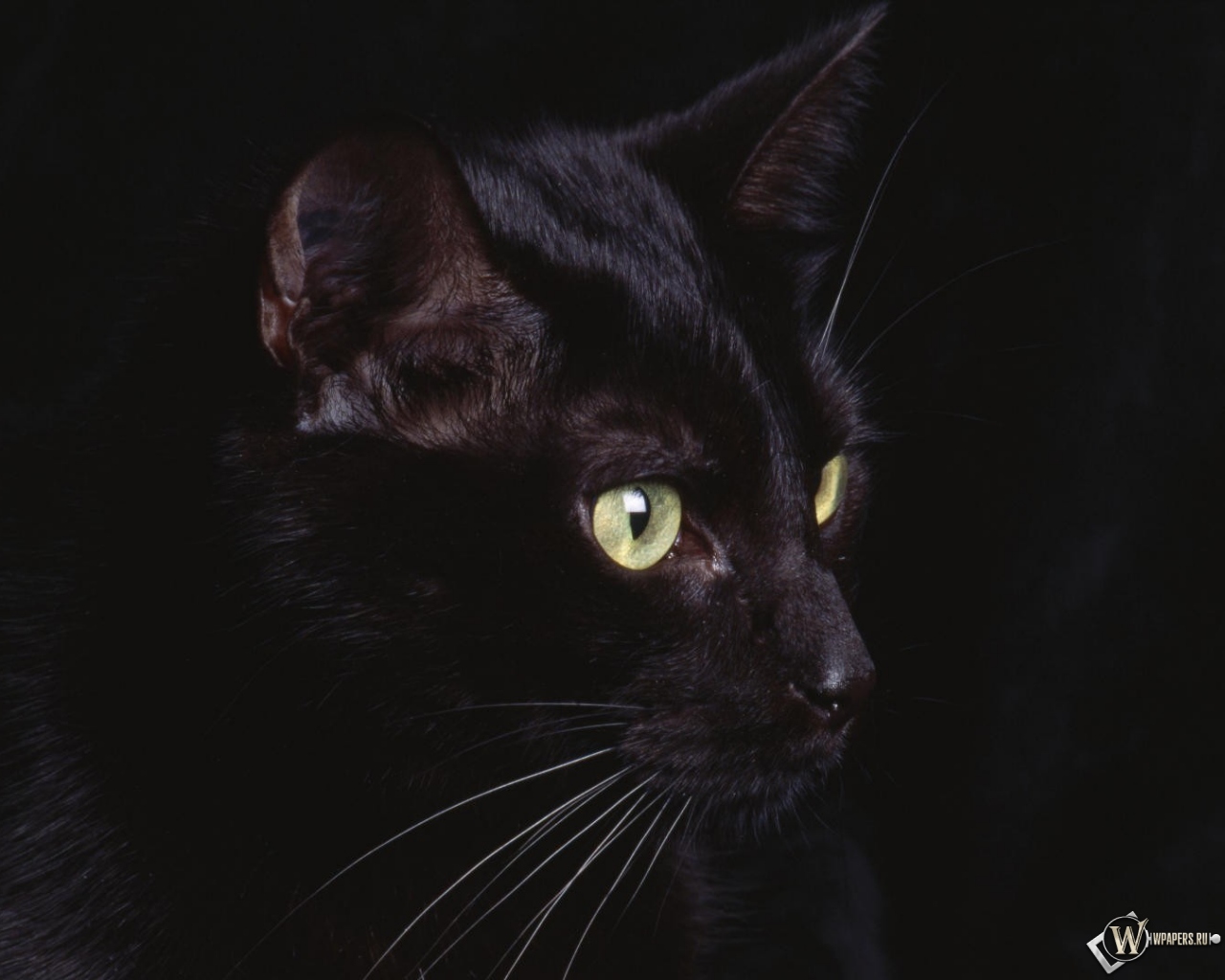 черная кошка 1280x1024