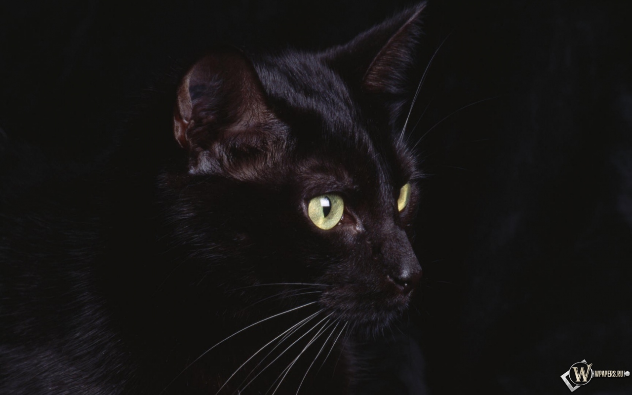черная кошка 1280x800