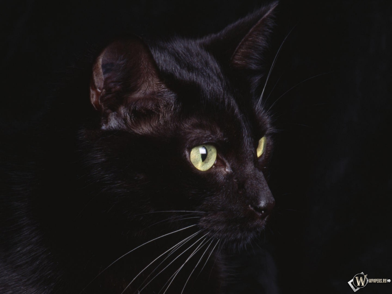 черная кошка 1280x960