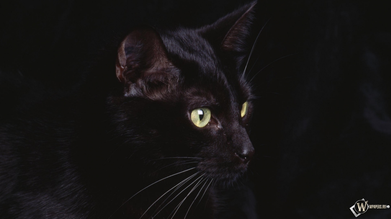 черная кошка 1366x768