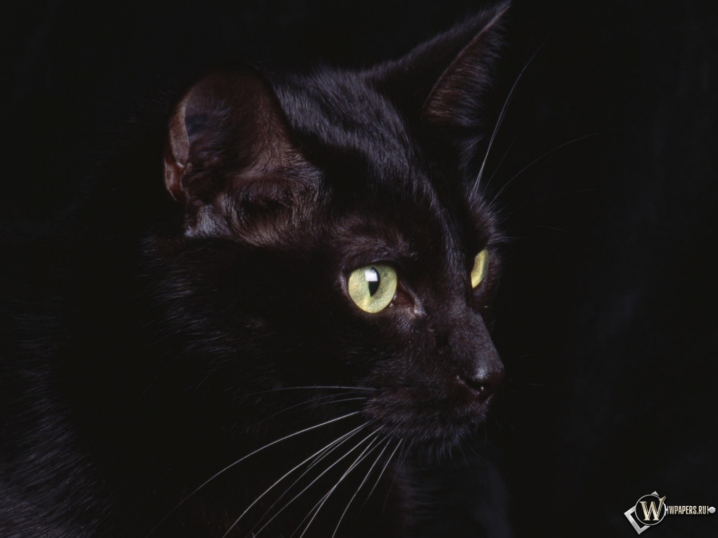 черная кошка 1400x1050