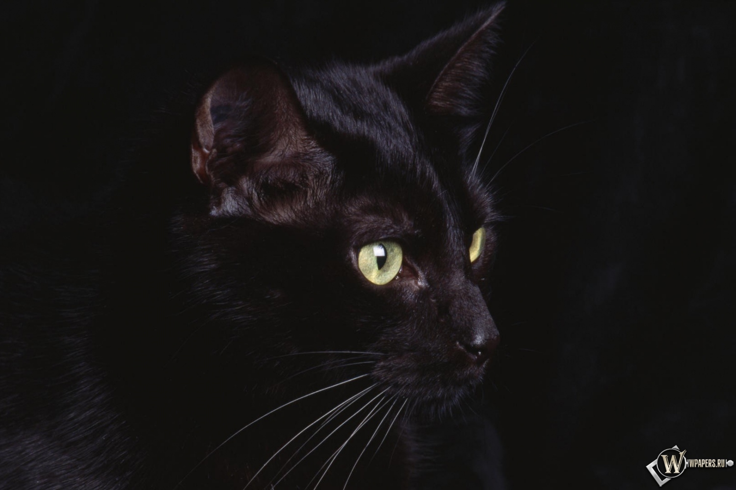 черная кошка 1500x1000