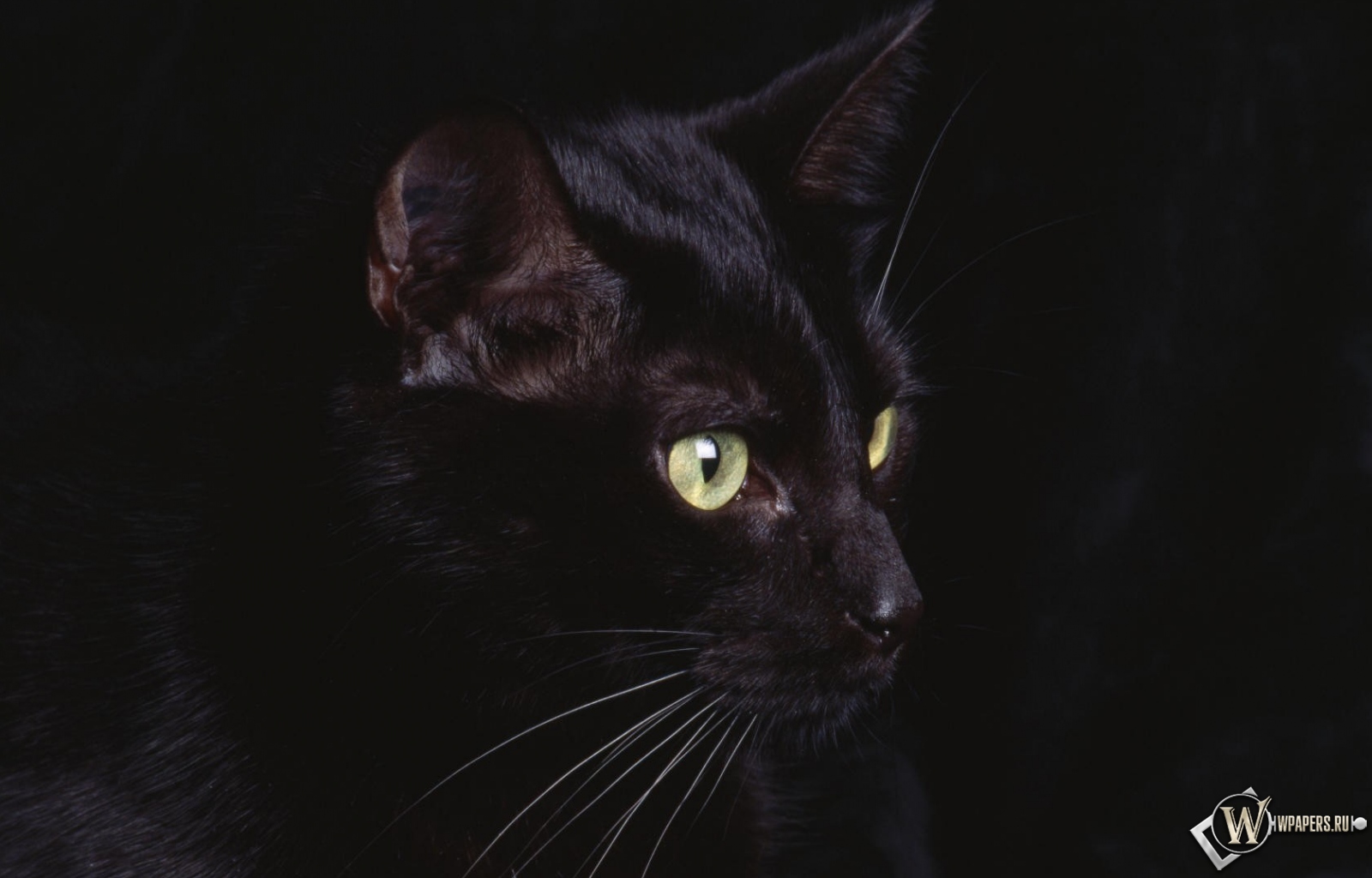 черная кошка 1600x1024