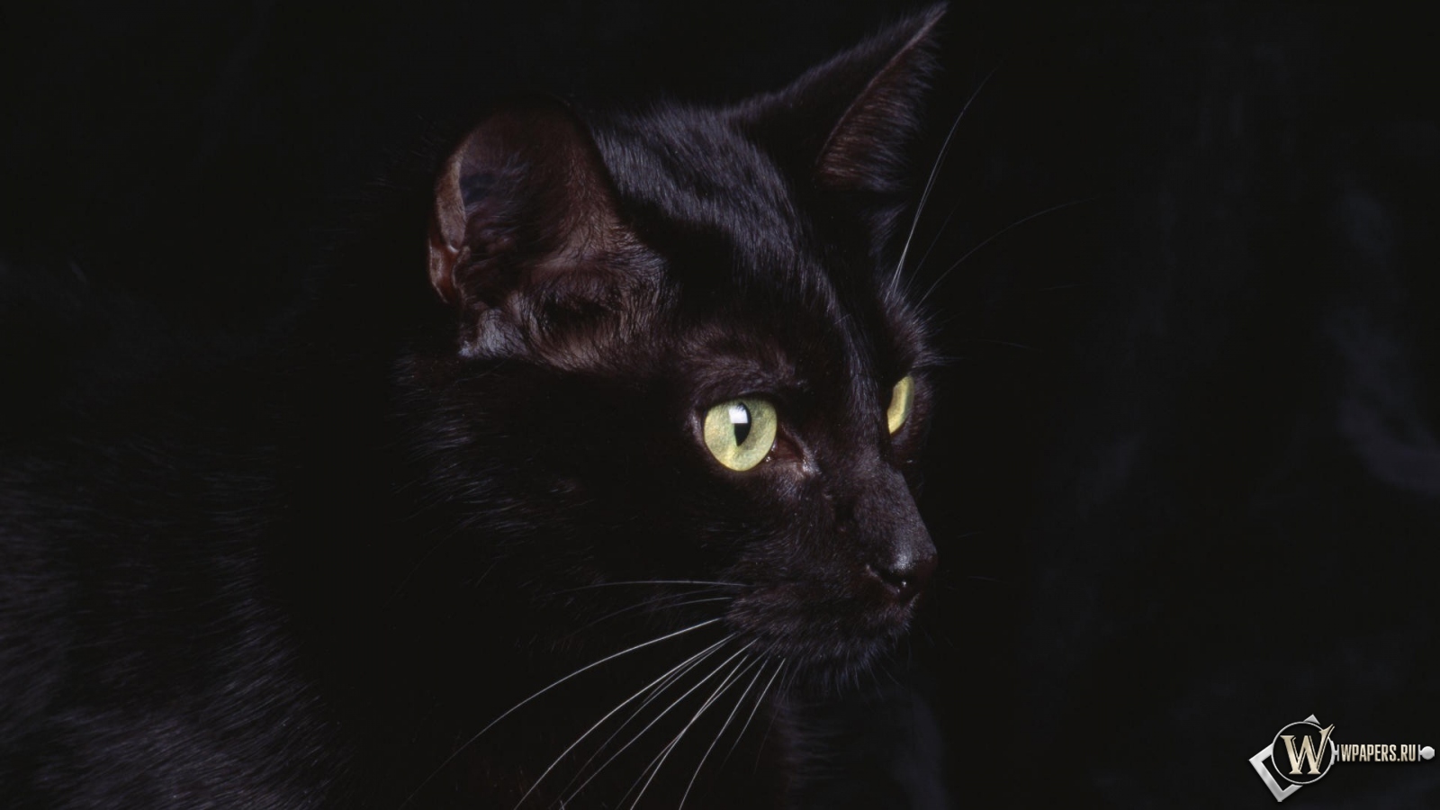 черная кошка 1600x900