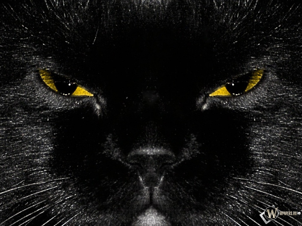 Морда черного кота 1024x768