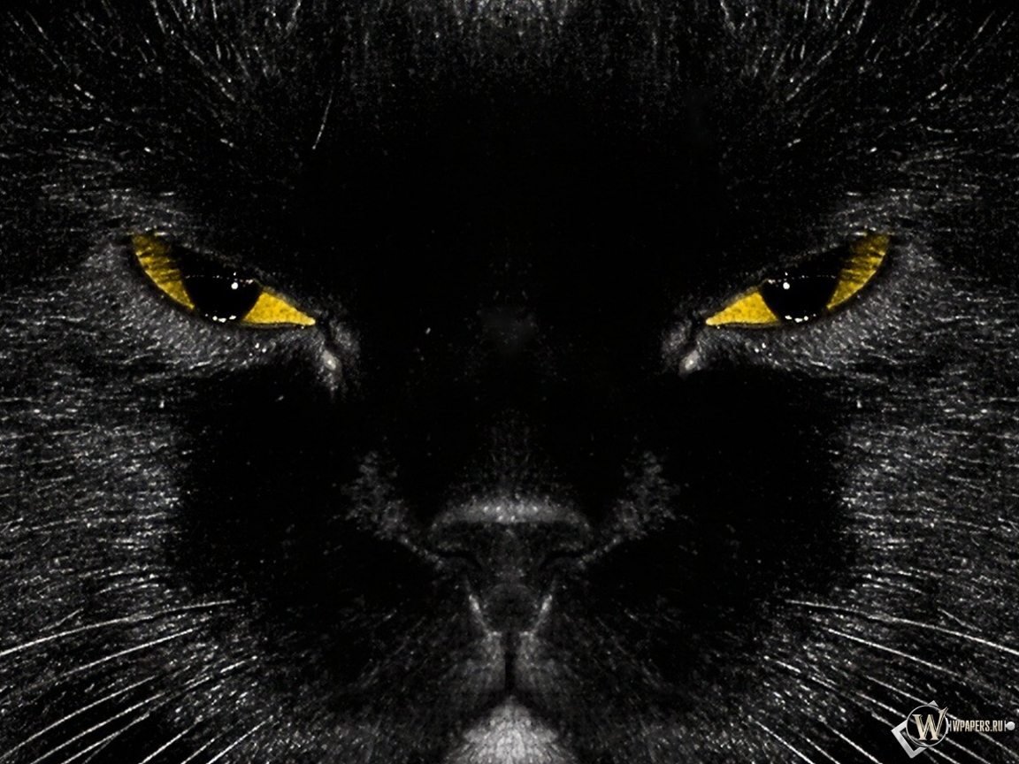 Морда черного кота 1152x864