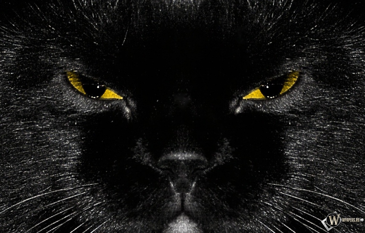 Морда черного кота 1200x768