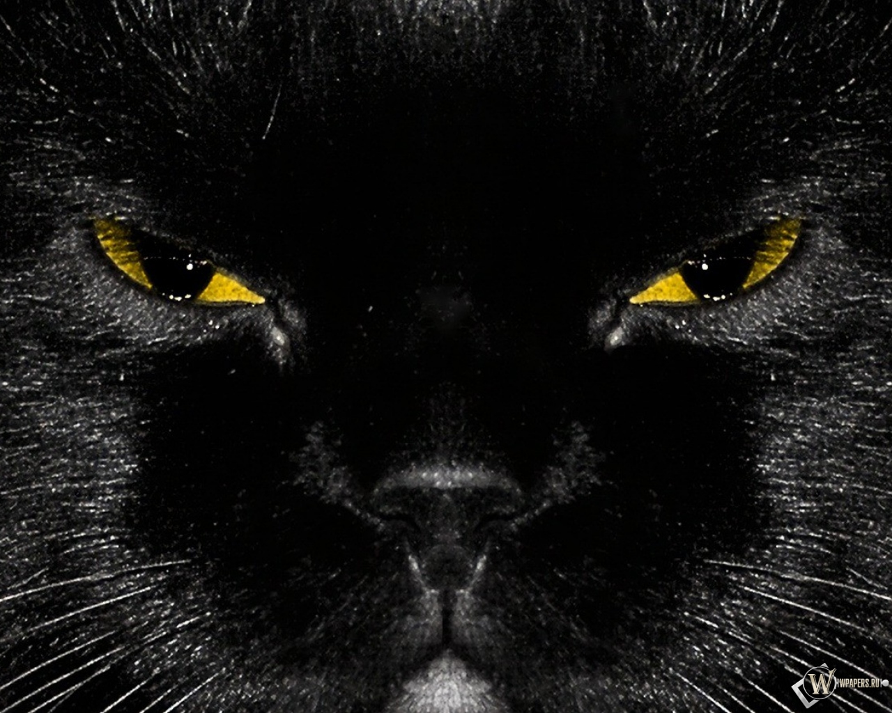 Морда черного кота 1280x1024