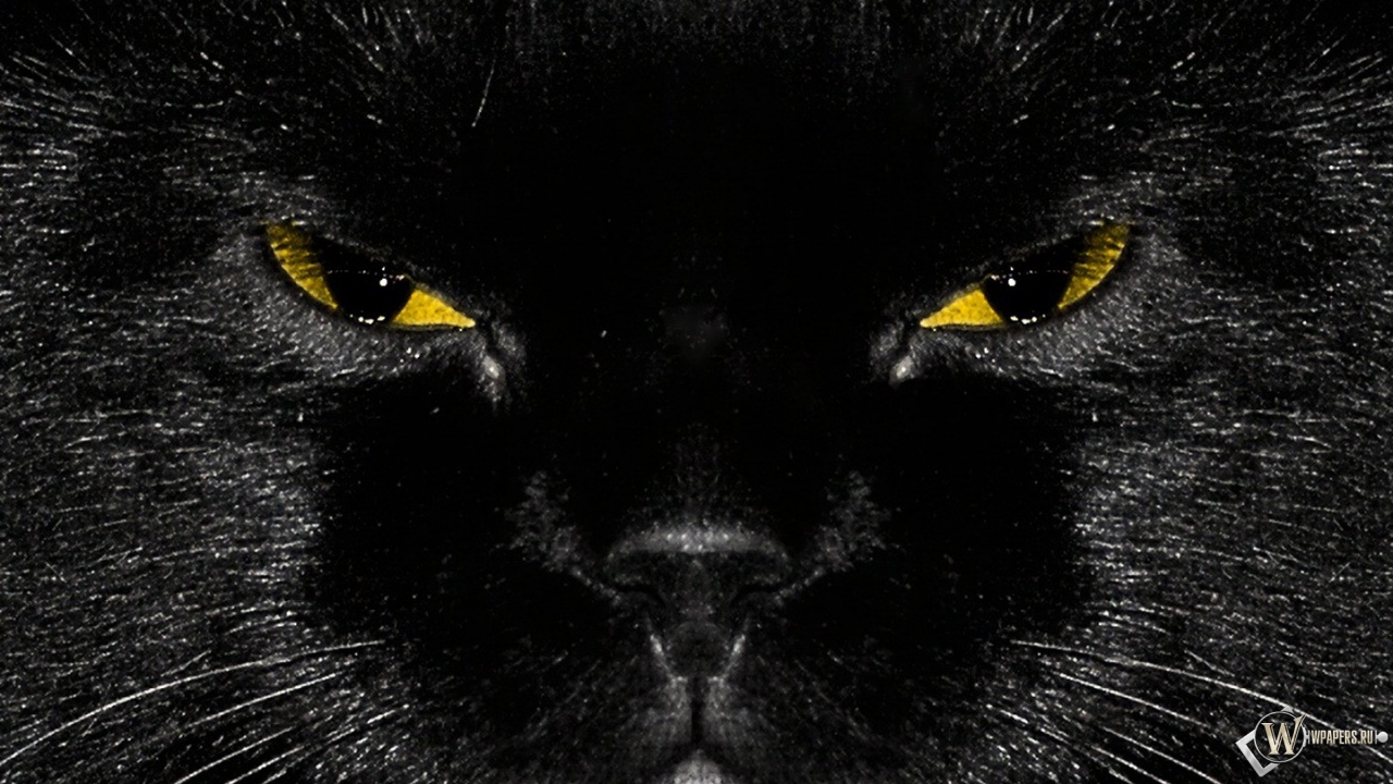 Морда черного кота 1280x720