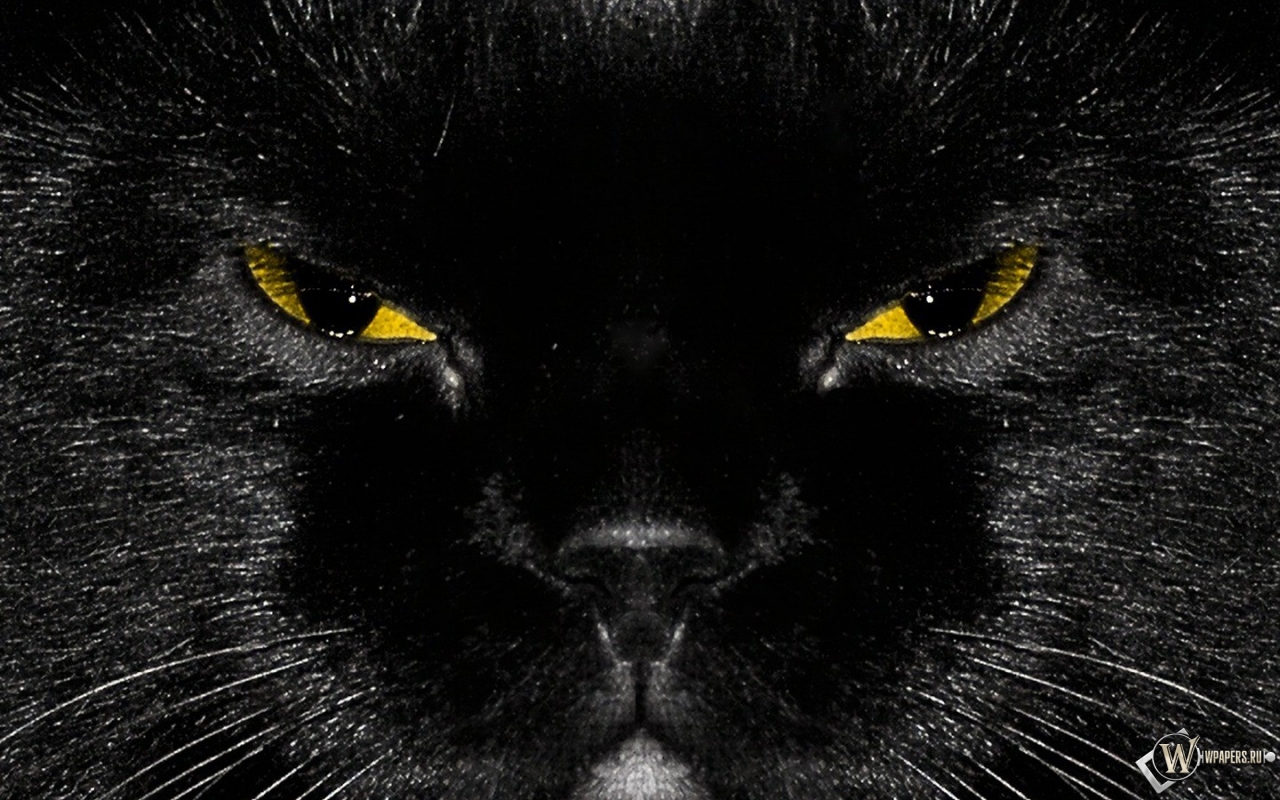 Морда черного кота 1280x800