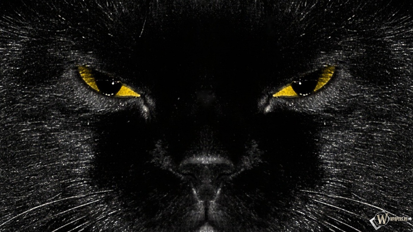 Морда черного кота 1366x768