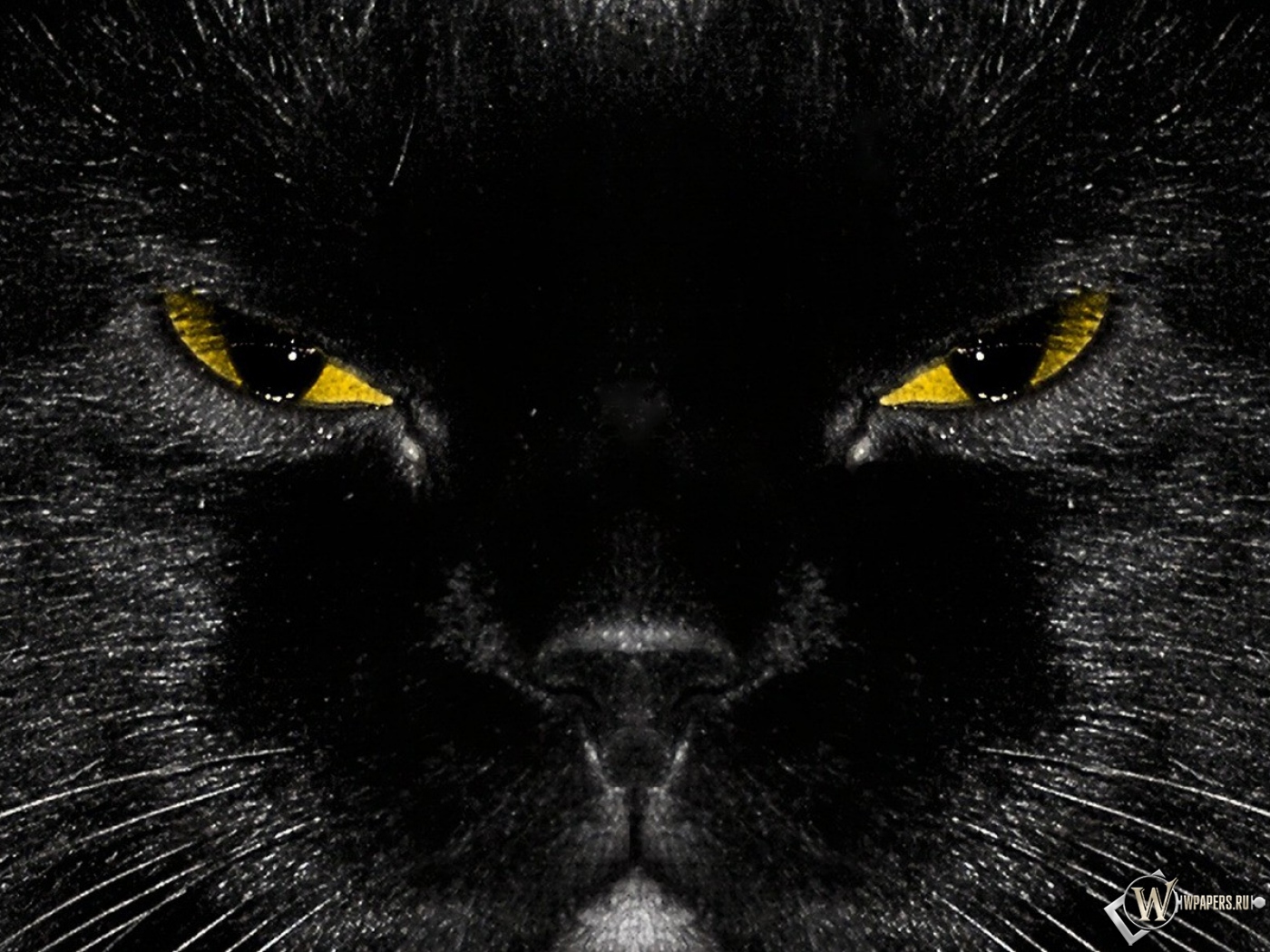 Морда черного кота 1400x1050