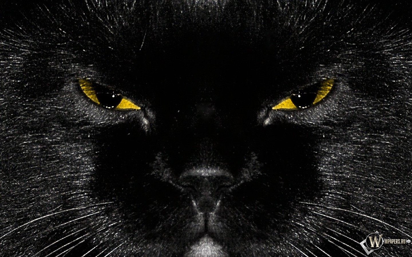 Морда черного кота 1440x900