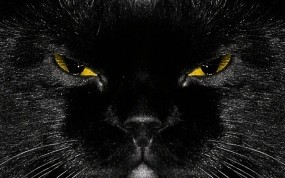 Обои Морда черного кота: Кот, Чёрный, Чёрная кошка, Кошки