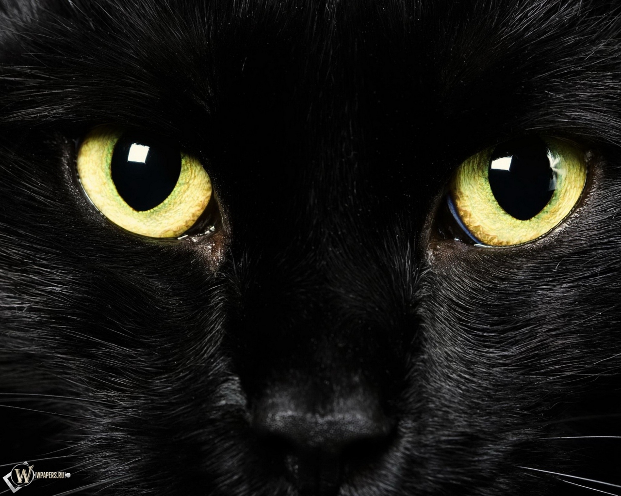 Black Cat 1280x1024