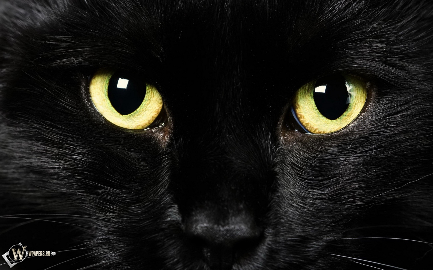 Black Cat 1440x900