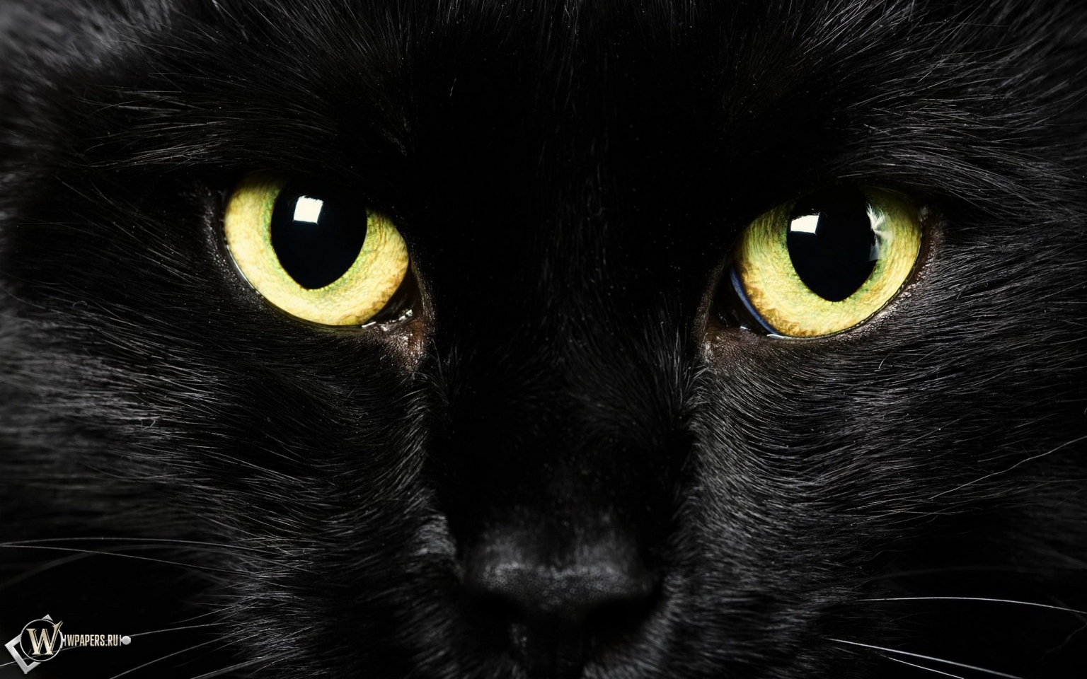 Black Cat 1536x960