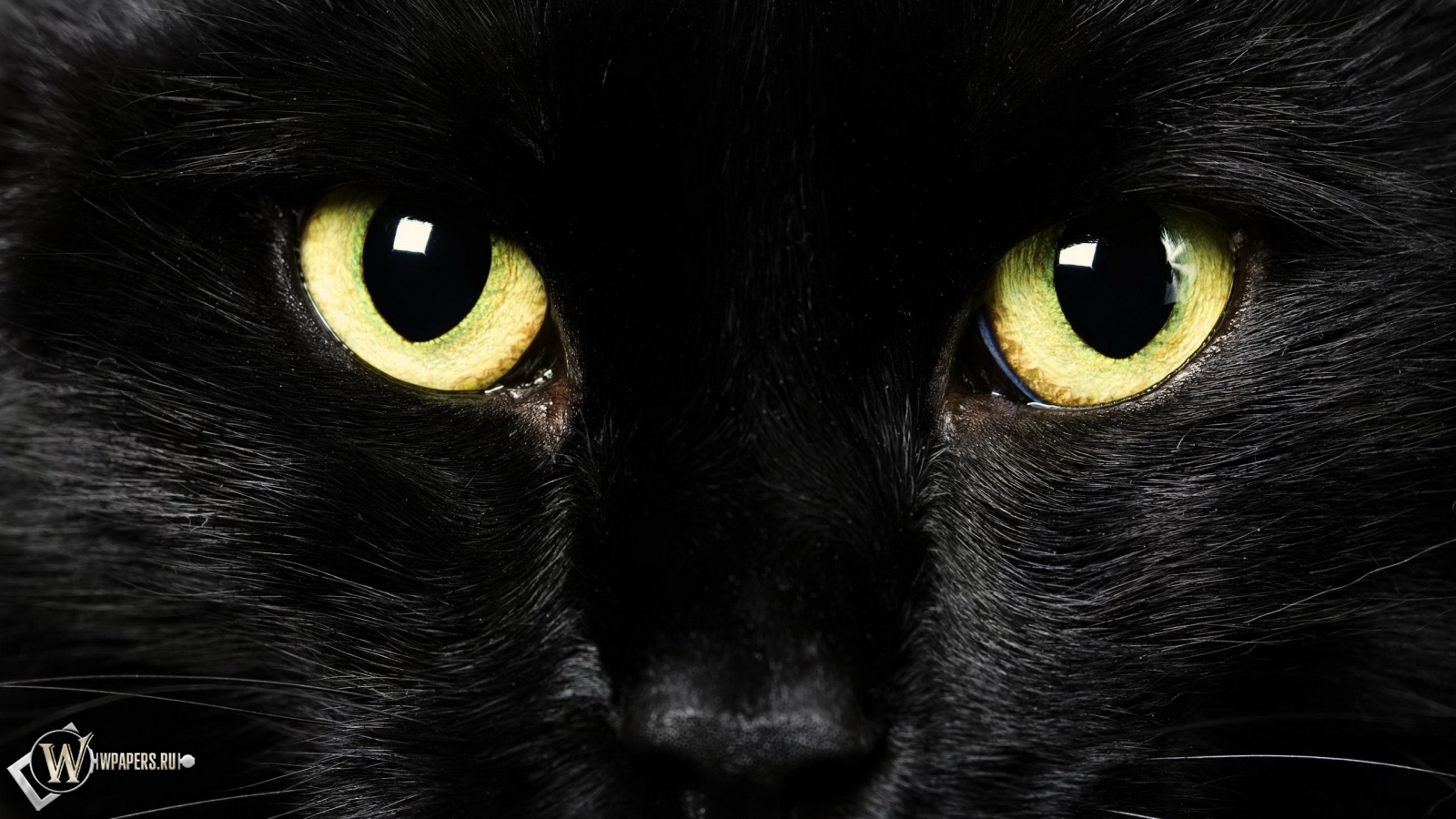 Black Cat 1600x900