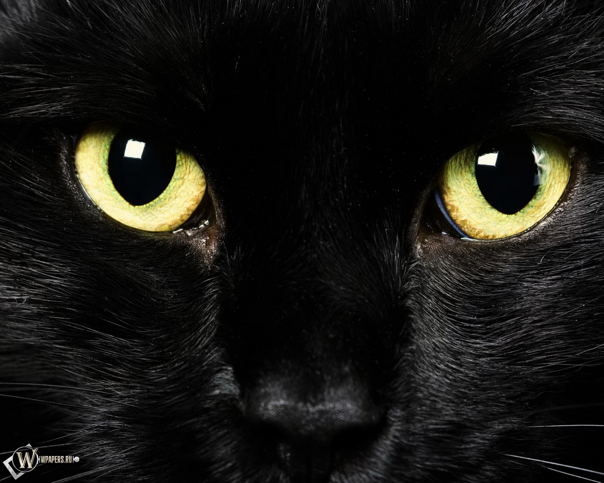 Black Cat 1920x1536