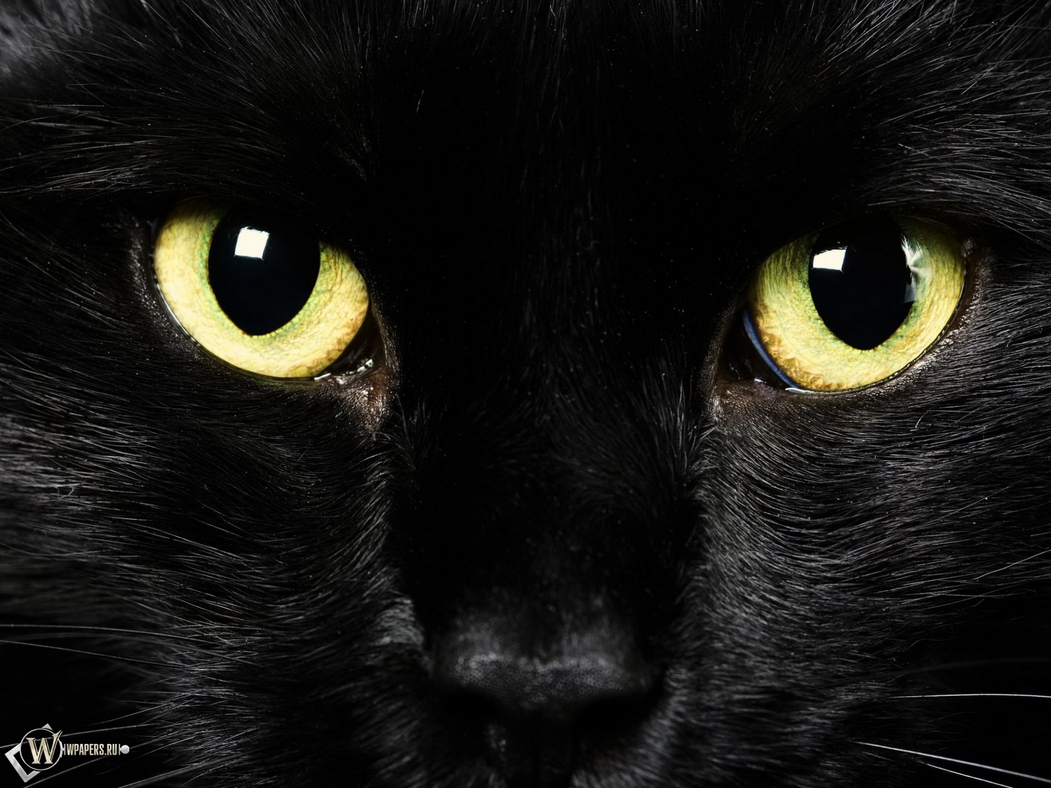 черная кошка с желтыми глазами без смс