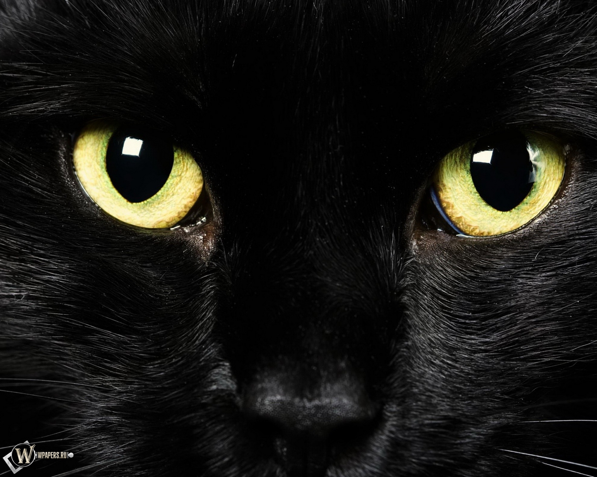 Black Cat 2048x1638