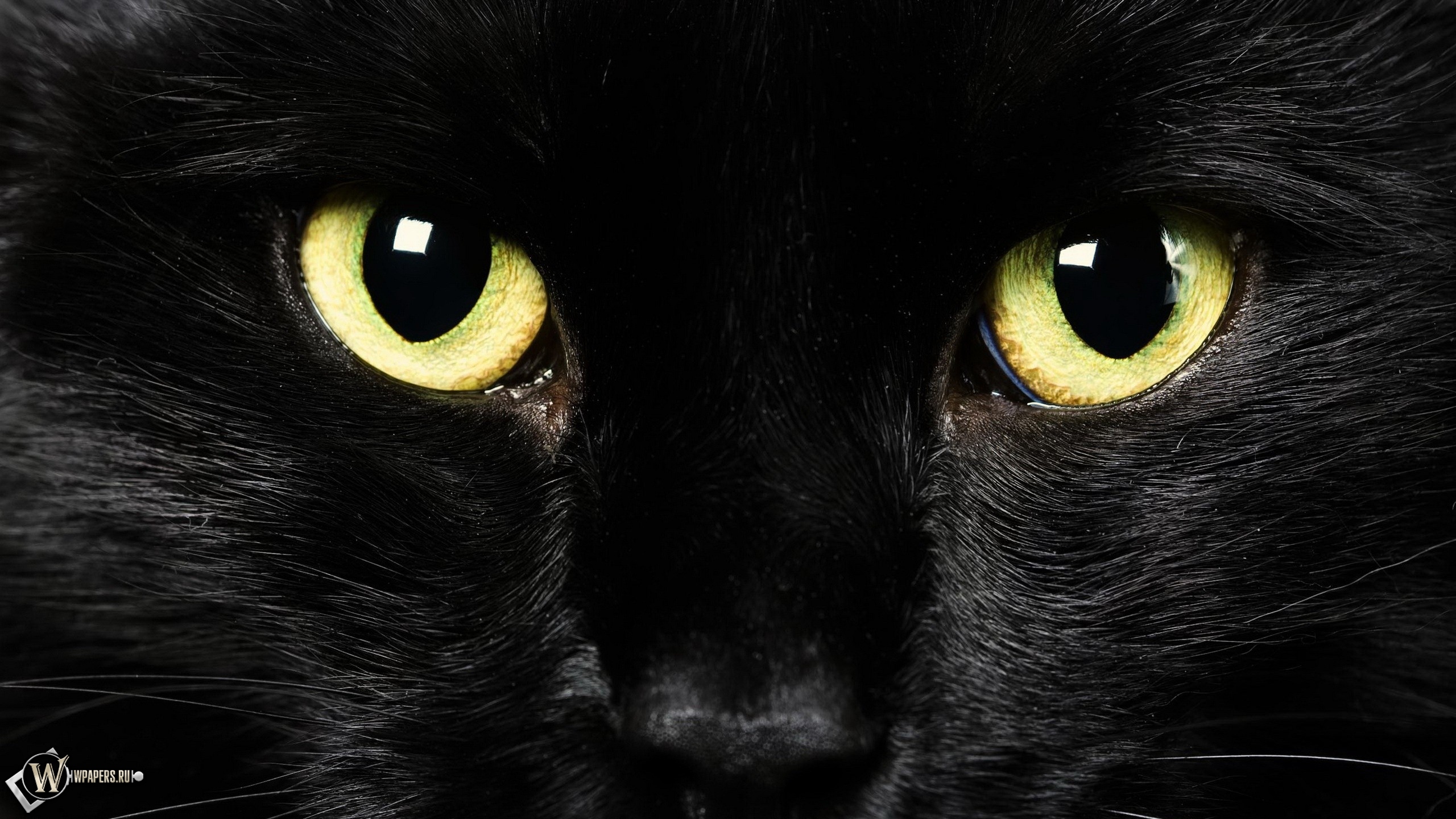 Black Cat 2560x1440