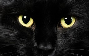 Обои Black Cat: Глаза, Морда, Чёрная кошка, Кошки
