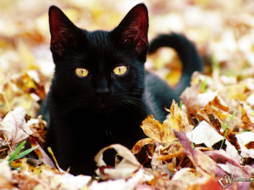 Чёрная кошка в листве 1024x768