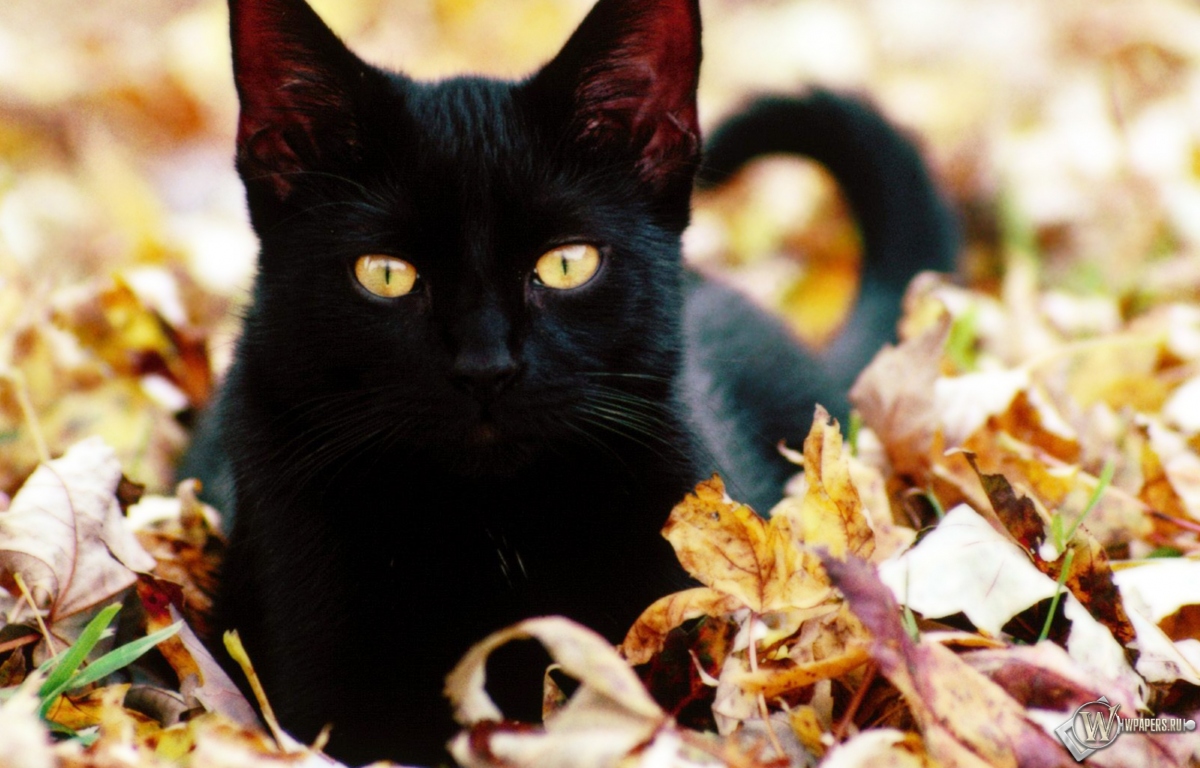 Чёрная кошка в листве 1200x768