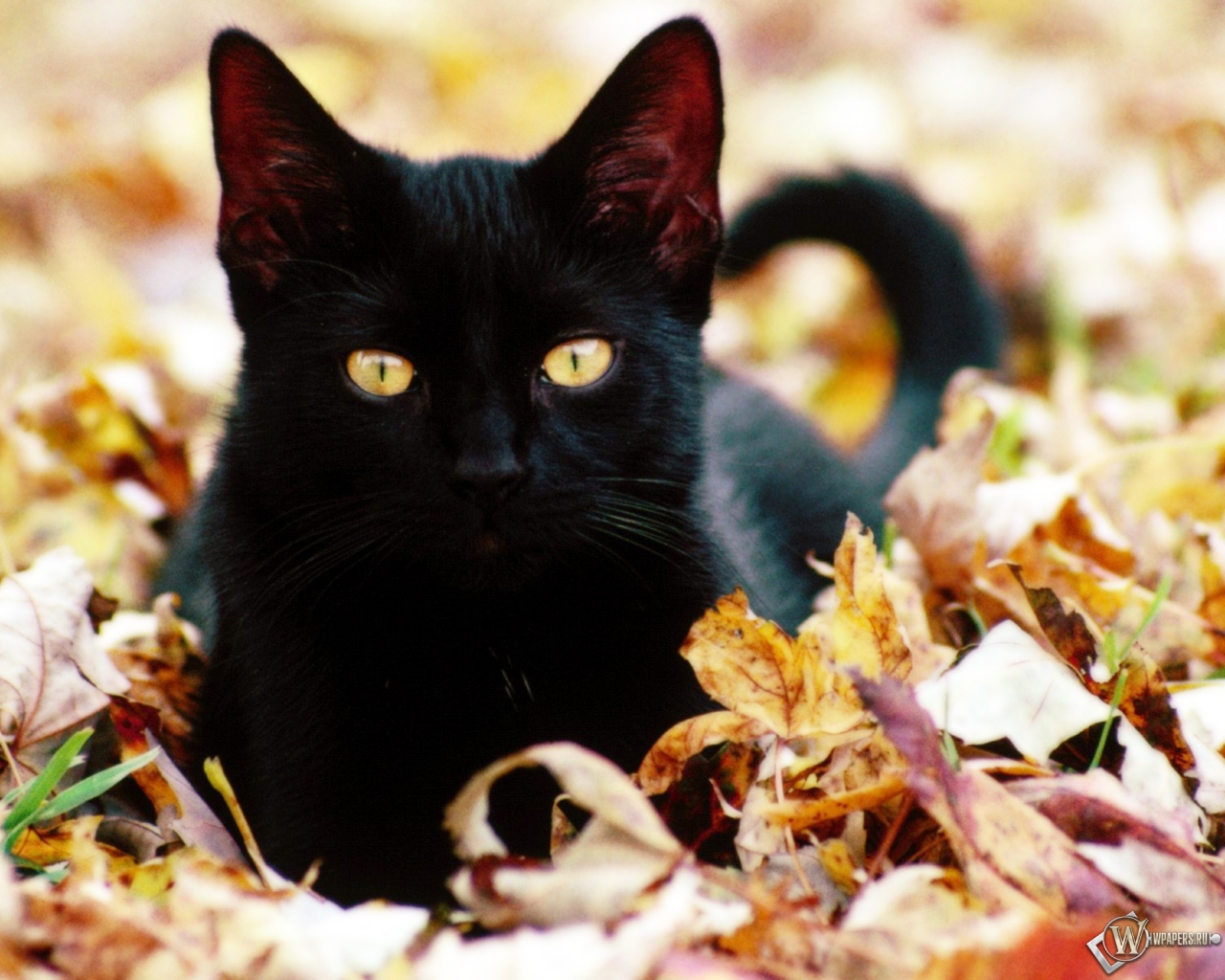 Чёрная кошка в листве 1280x1024
