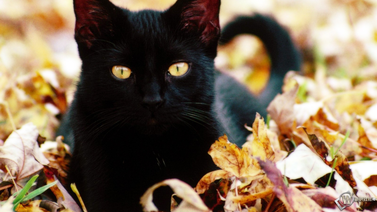 Чёрная кошка в листве 1280x720