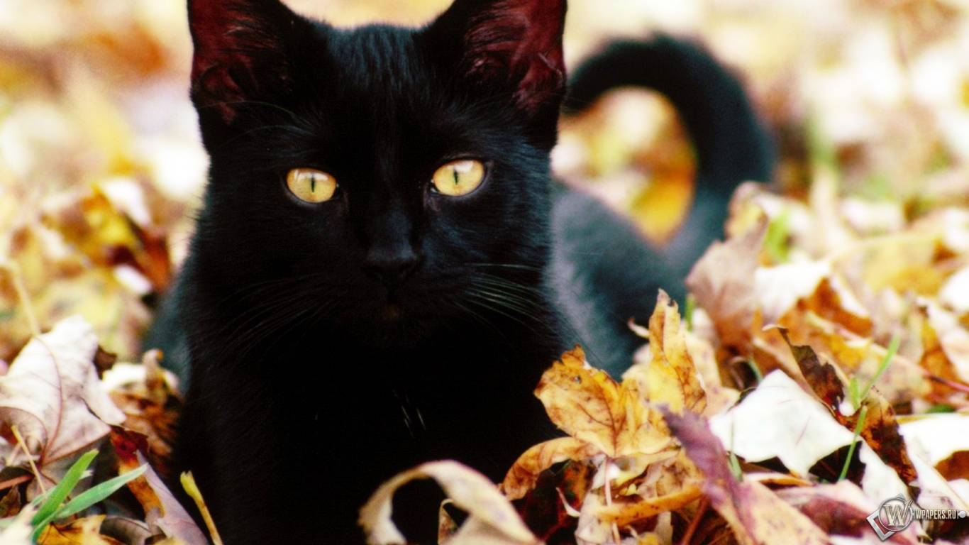 Чёрная кошка в листве 1366x768