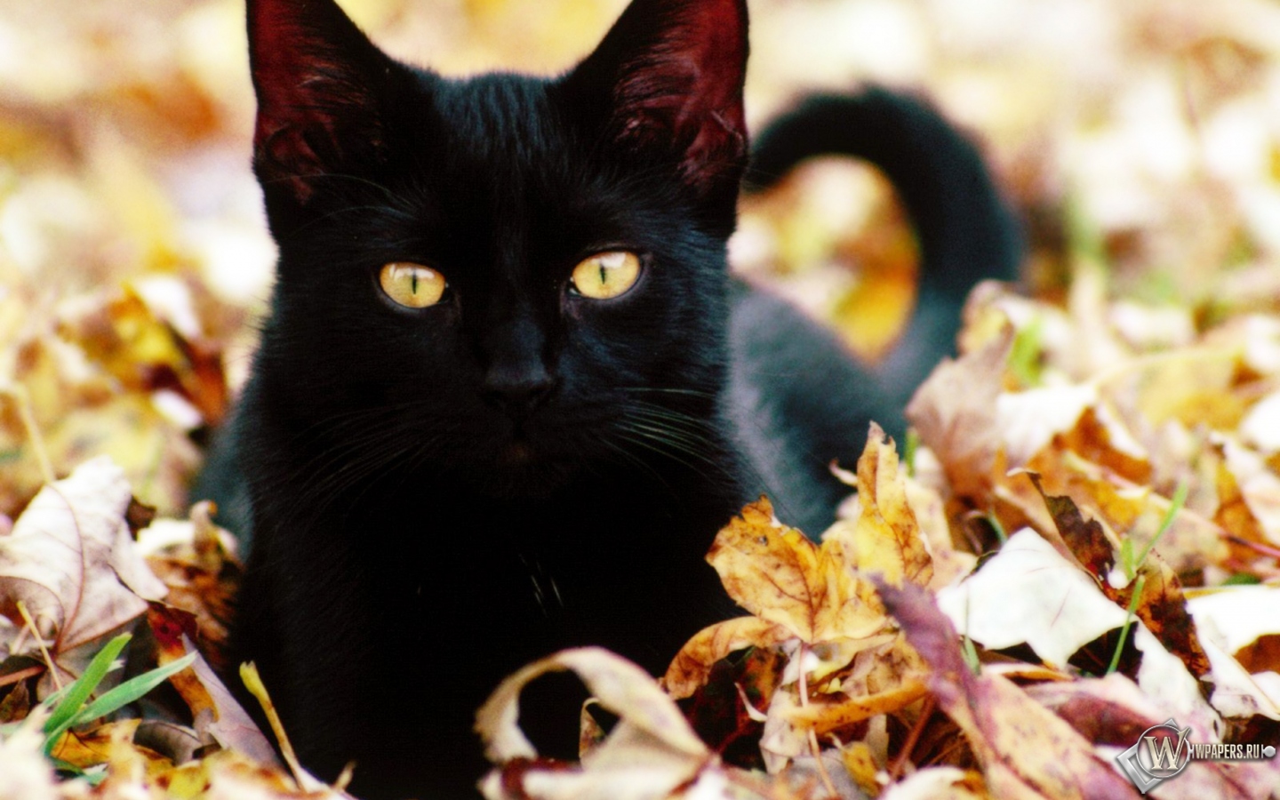 Чёрная кошка в листве 1440x900