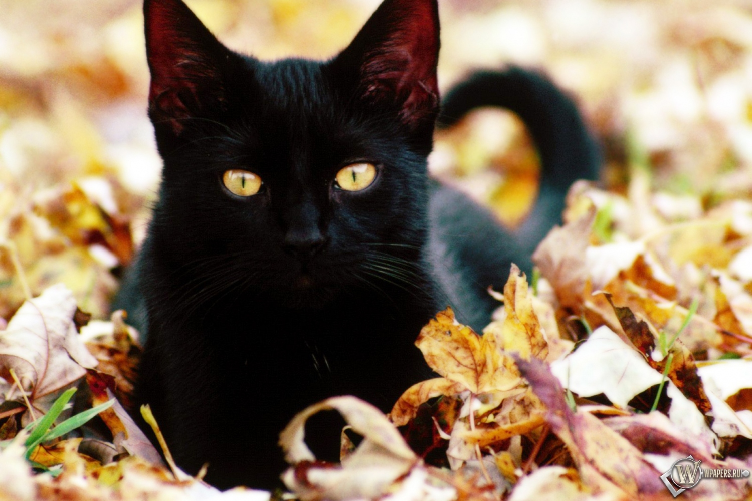 Чёрная кошка в листве 1500x1000