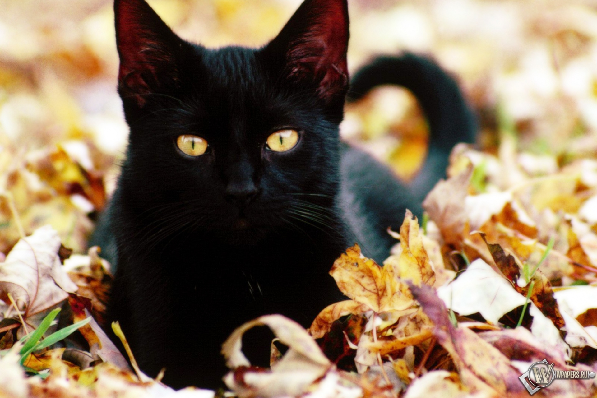 Чёрная кошка в листве 1920x1280