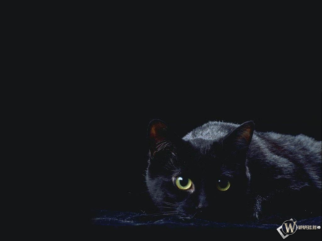 черная кошка 1024x768