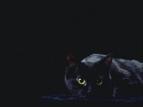 Обои черная кошка: Чёрная кошка, Кошки