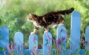 Обои Котенок гуляет по забору: Забор, Кошак, Котёнок, Кошки