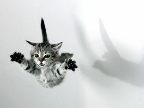 Обои Котёнок в полёте: Полёт, Котёнок, Кошки