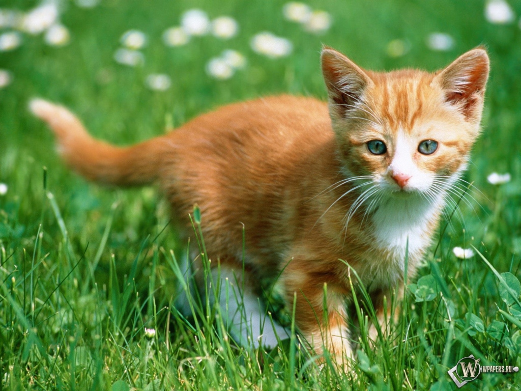 Рыжий котенок в траве 1024x768