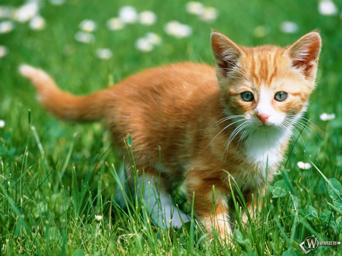 Рыжий котенок в траве 1152x864