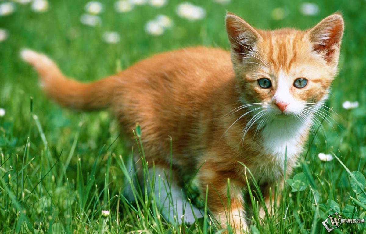Рыжий котенок в траве 1200x768