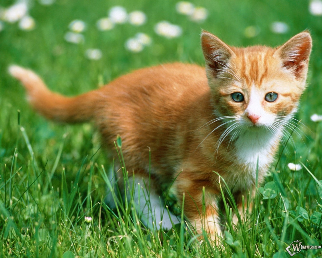 Рыжий котенок в траве 1280x1024