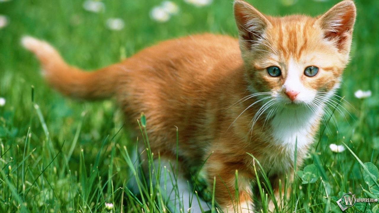 Рыжий котенок в траве 1280x720